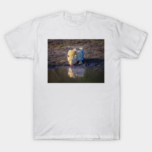 Leopard (Panthera pardus) drinking T-Shirt